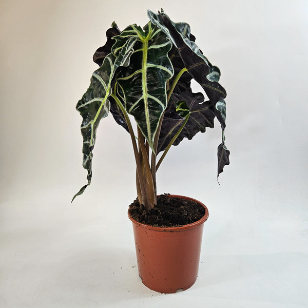 Alocasia Polly 17cm H50cm