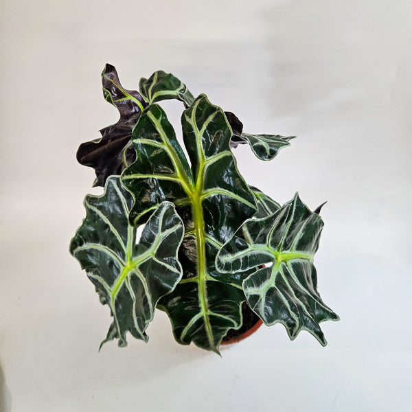 Alocasia Polly 17cm H50cm