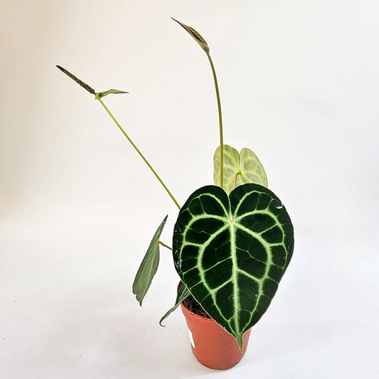 Anthurium Clarinvervium 12cm H35cm