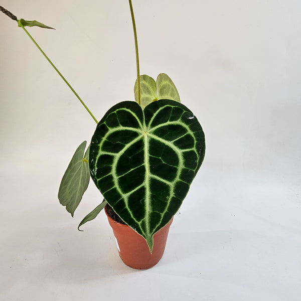 Anthurium Clarinvervium 12cm H35cm