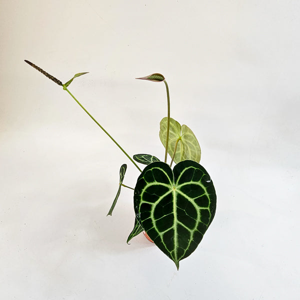 Anthurium Clarinvervium 12cm H35cm