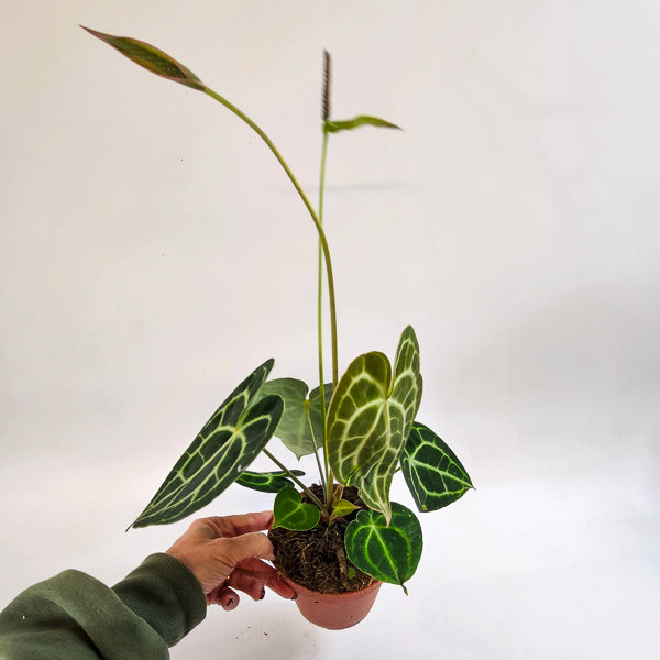Anthurium Clarinvervium 12cm H35cm