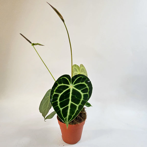 Anthurium Clarinvervium 12cm H35cm