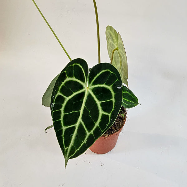Anthurium Clarinvervium 12cm H35cm
