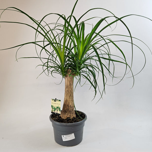 Beaucarnea recurvata 19cm H60cm