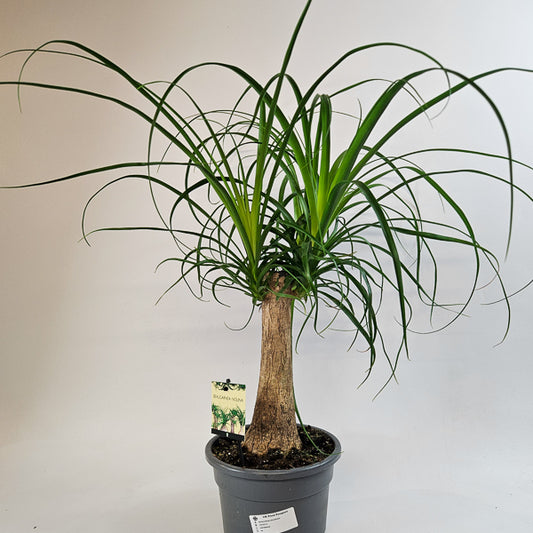Beaucarnea recurvata 19cm H60cm