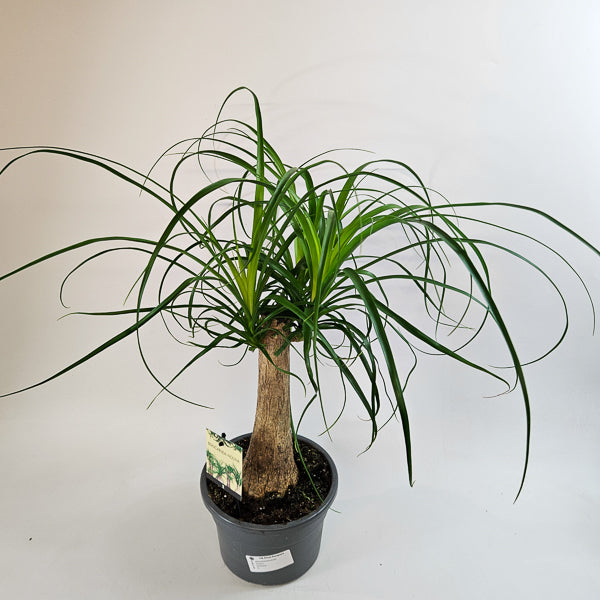 Beaucarnea recurvata 19cm H60cm