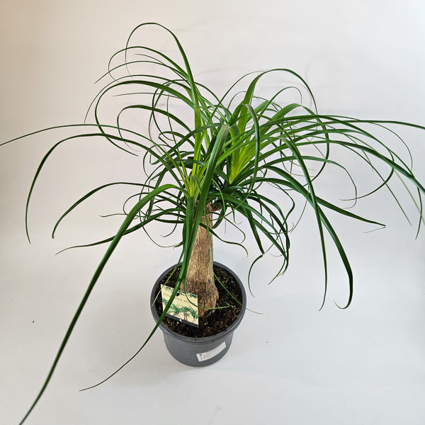 Beaucarnea recurvata 19cm H60cm