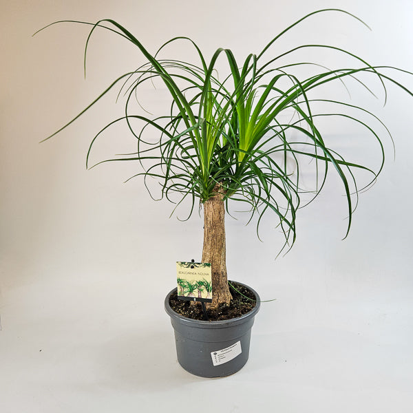 Beaucarnea recurvata 19cm H60cm