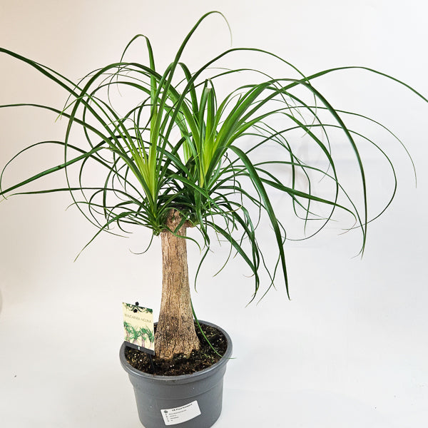 Beaucarnea recurvata 19cm H60cm