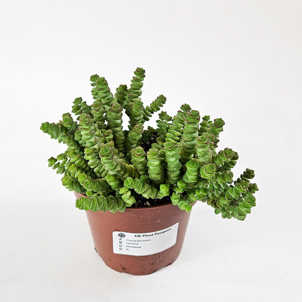 Crassula Marneriana 13cm H18cm