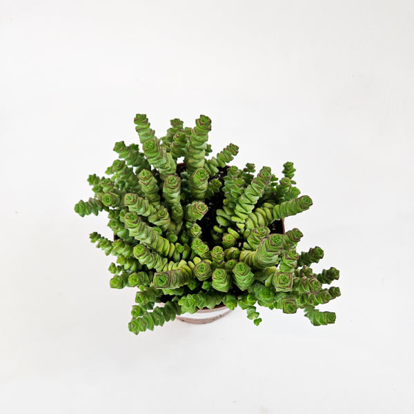 Crassula Marneriana 13cm H18cm