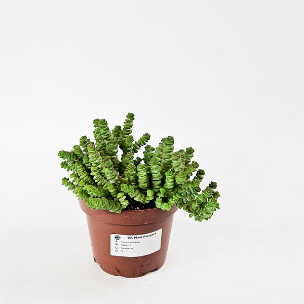 Crassula Marneriana 13cm H18cm