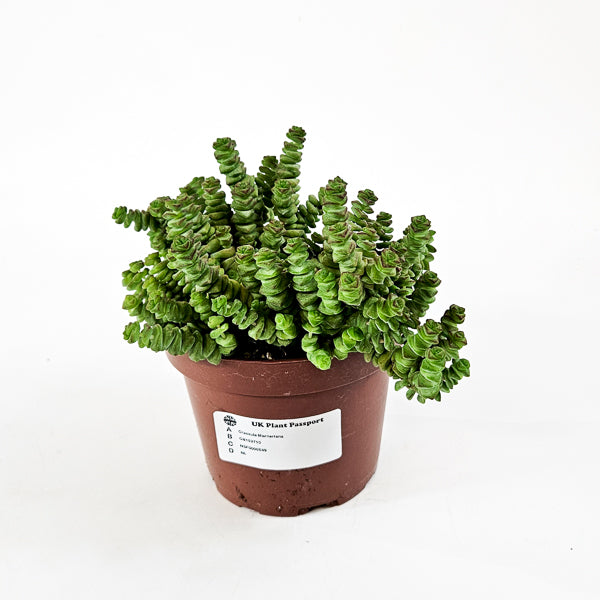 Crassula Marneriana 13cm H18cm