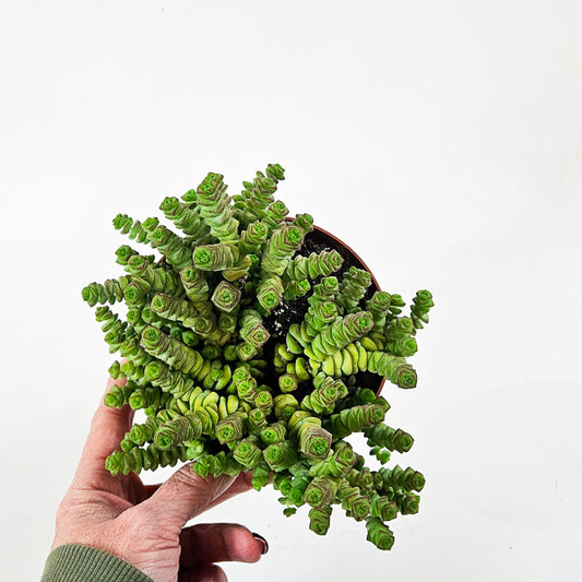 Crassula Marneriana 13cm H18cm