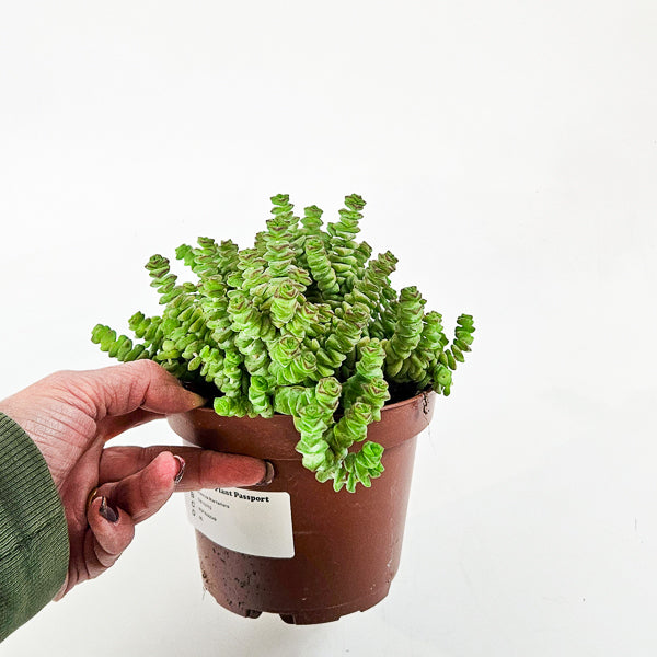 Crassula Marneriana 13cm H18cm