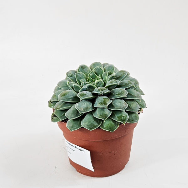 Echeveria heart signal 10.5cm H14cm