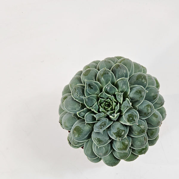 Echeveria heart signal 10.5cm H14cm