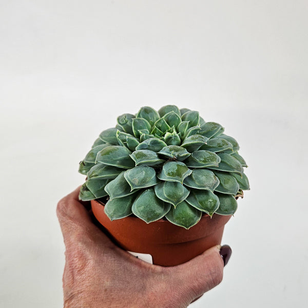 Echeveria heart signal 10.5cm H14cm