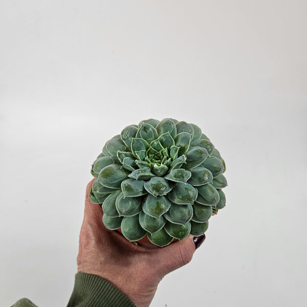 Echeveria heart signal 10.5cm H14cm