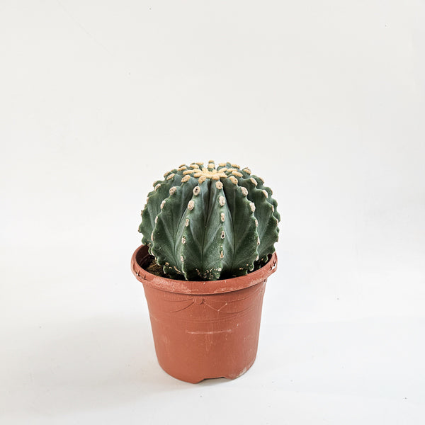 Ferocactus Glaucescends Inermis 17cm H30cm