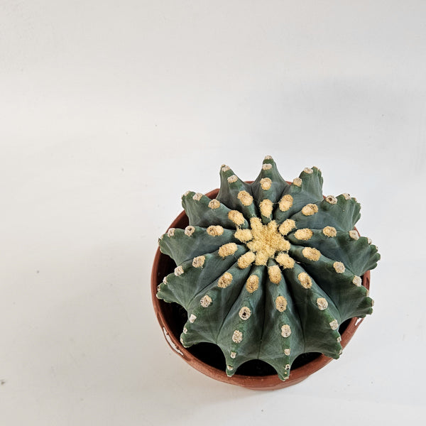Ferocactus Glaucescends Inermis 17cm H30cm