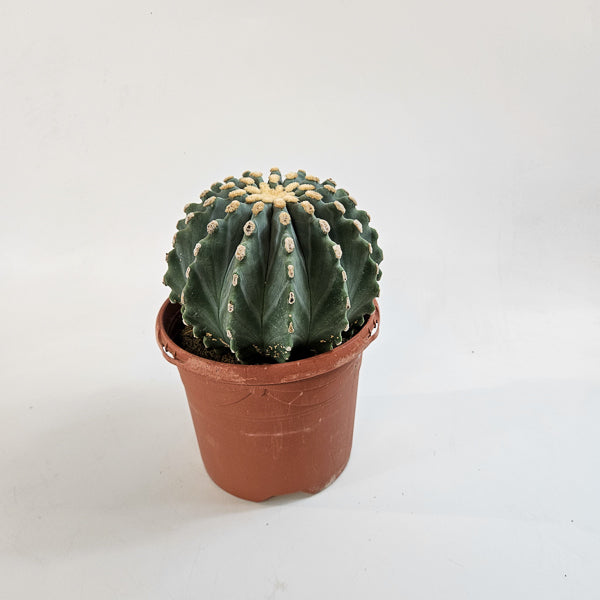Ferocactus Glaucescends Inermis 17cm H30cm