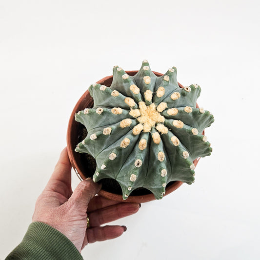 Ferocactus Glaucescends Inermis 17cm H30cm
