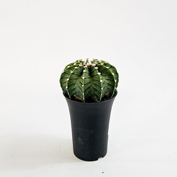 Gymnocalycium mihanovichii  'Green Stripe' XL 10cm H16cm