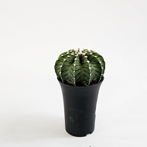 Gymnocalycium mihanovichii  'Green Stripe' XL 10cm H16cm