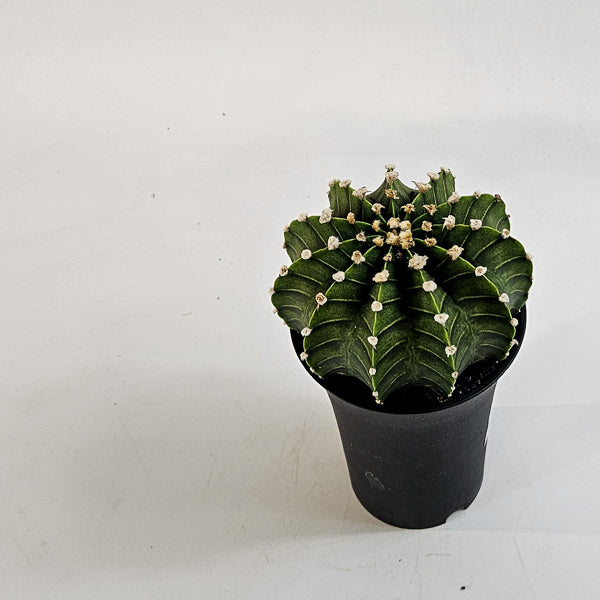 Gymnocalycium mihanovichii  'Green Stripe' XL 10cm H16cm