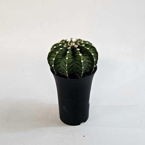 Gymnocalycium mihanovichii  'Green Stripe' XL 10cm H16cm