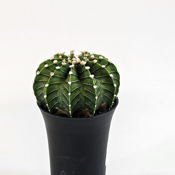 Gymnocalycium mihanovichii  'Green Stripe' XL 10cm H16cm