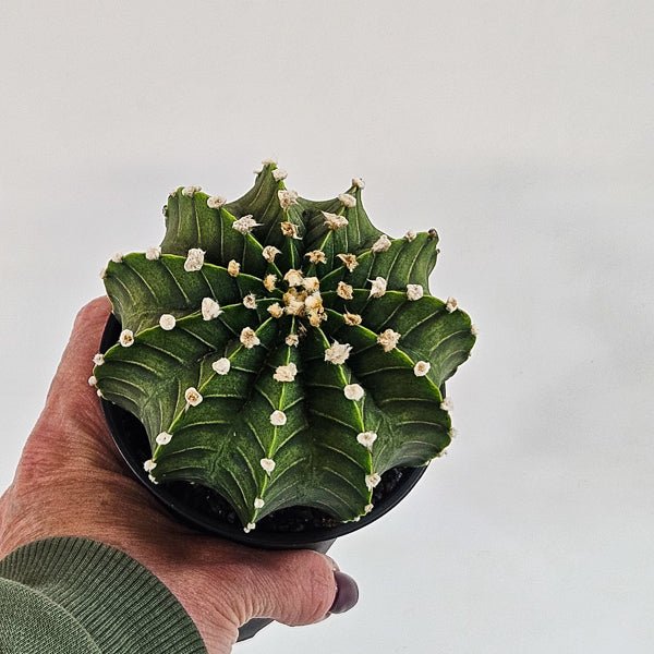 Gymnocalycium mihanovichii  'Green Stripe' XL 10cm H16cm