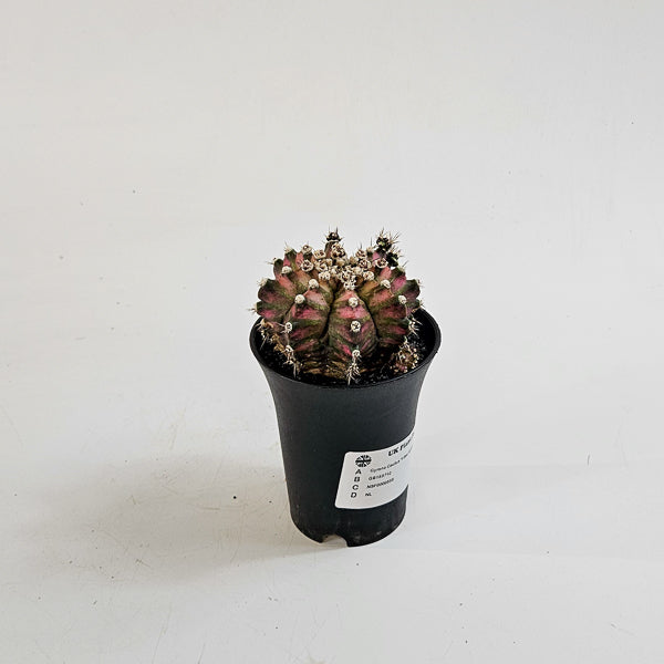 Gymnocalycium mihanovichii  'T-Rex Hybrid Pink' 7.5cm H13cm