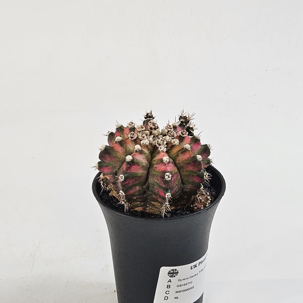 Gymnocalycium mihanovichii  'T-Rex Hybrid Pink' 7.5cm H13cm