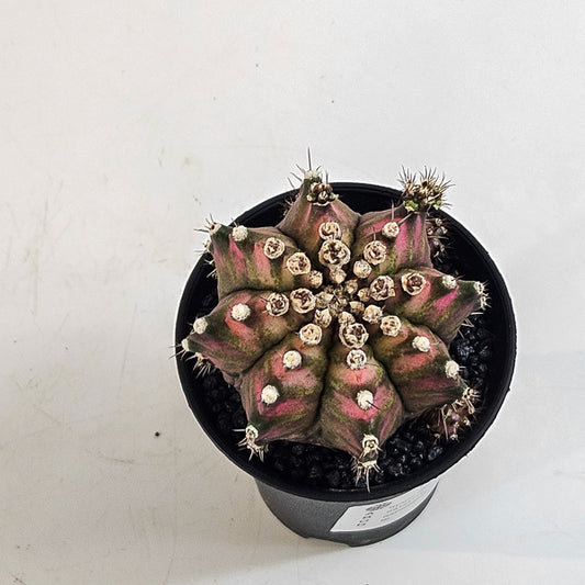 Gymnocalycium mihanovichii  'T-Rex Hybrid Pink' 7.5cm H13cm