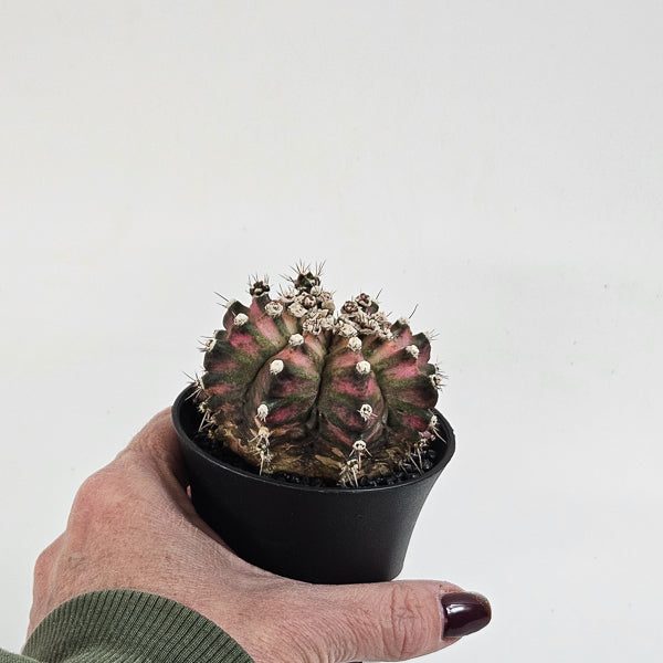 Gymnocalycium mihanovichii  'T-Rex Hybrid Pink' 7.5cm H13cm