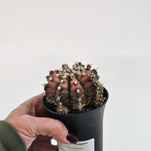 Gymnocalycium mihanovichii  'T-Rex Hybrid Pink' 7.5cm H13cm