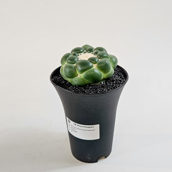 Corynphantha Elephantidens XXL 12cm H19cm