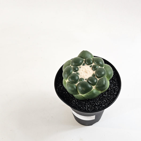 Corynphantha Elephantidens XXL 12cm H19cm