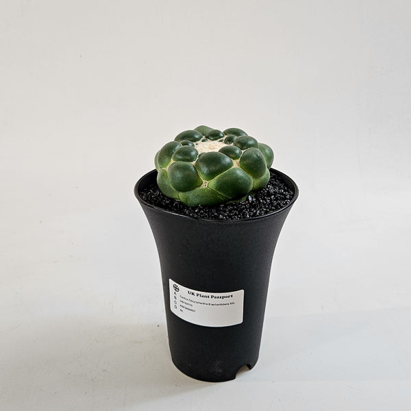 Corynphantha Elephantidens XXL 12cm H19cm