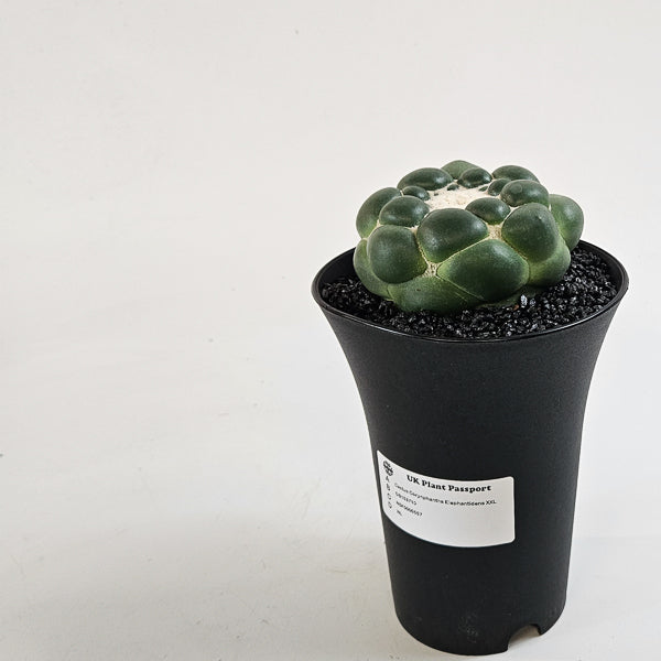 Corynphantha Elephantidens XXL 12cm H19cm