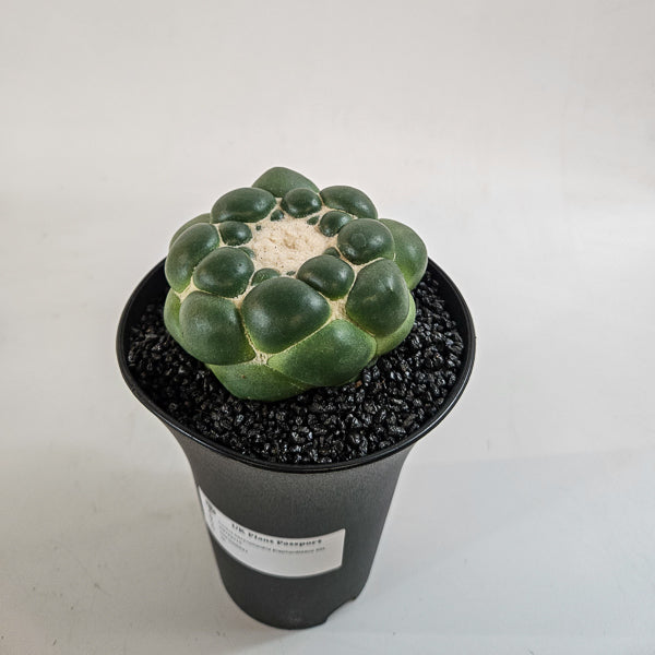 Corynphantha Elephantidens XXL 12cm H19cm