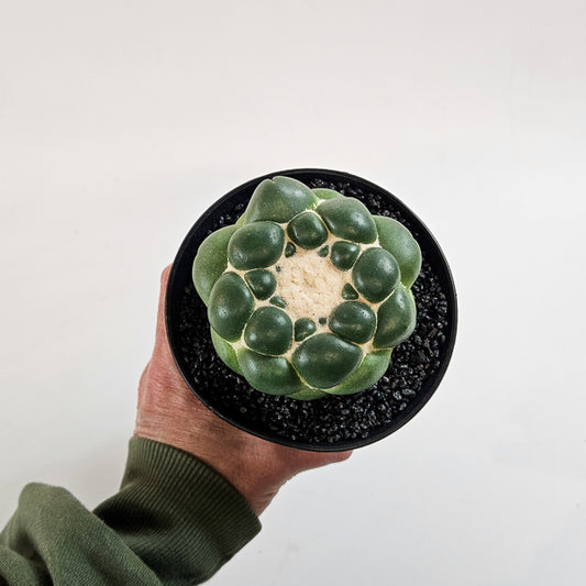 Corynphantha Elephantidens XXL 12cm H19cm