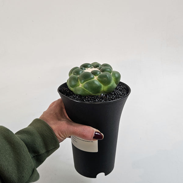 Corynphantha Elephantidens XXL 12cm H19cm