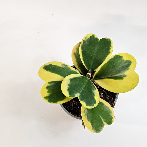 Hoya kerrii variegated 12cm H20cm