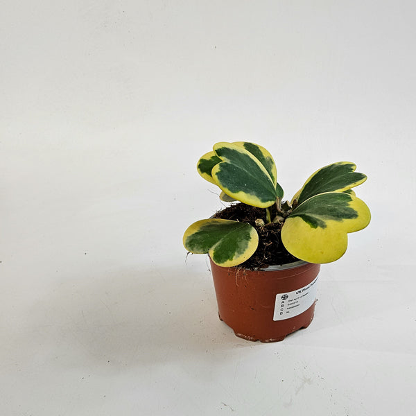 Hoya kerrii variegated 12cm H20cm