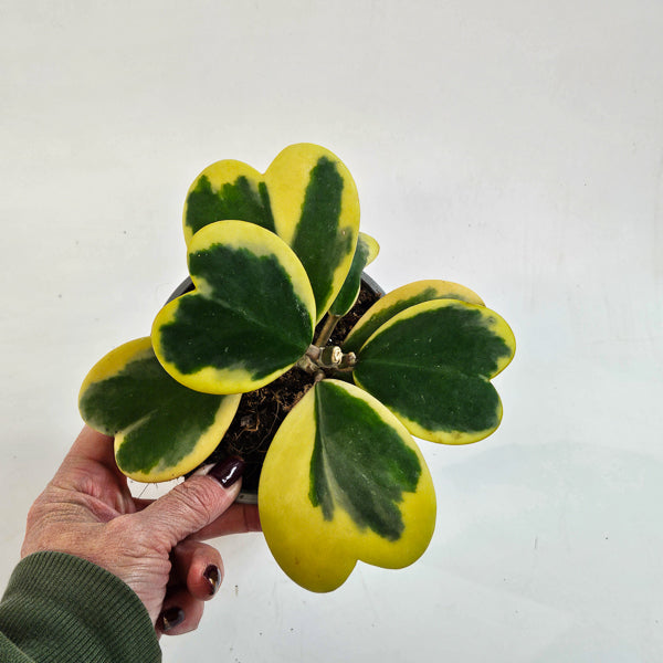 Hoya kerrii variegated 12cm H20cm