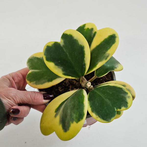 Hoya kerrii variegated 12cm H20cm